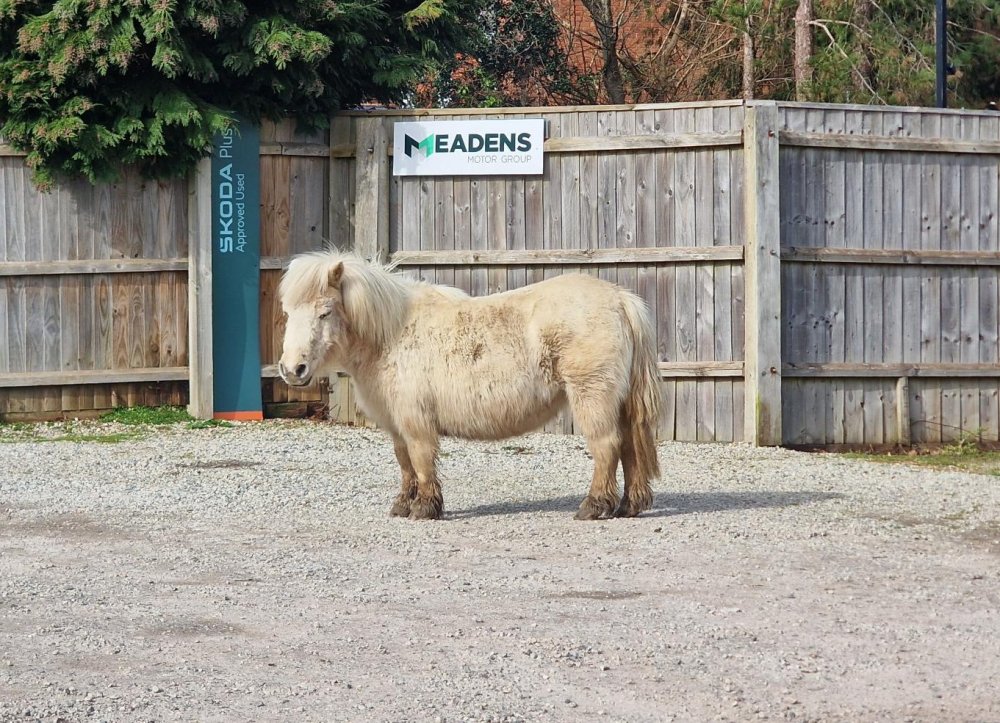 New Forest Shetland Pony 4HD Short